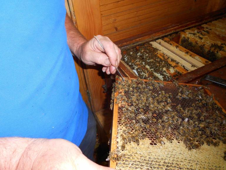 Destruction des cellules royales dans la ruche d'élevage