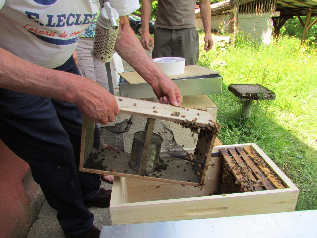 Paquet d'abeille transvasé dans sa ruche