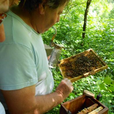 Introduction des cellules de Reines