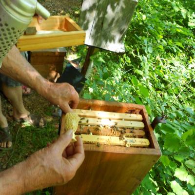 Introduction des cellules de Reines