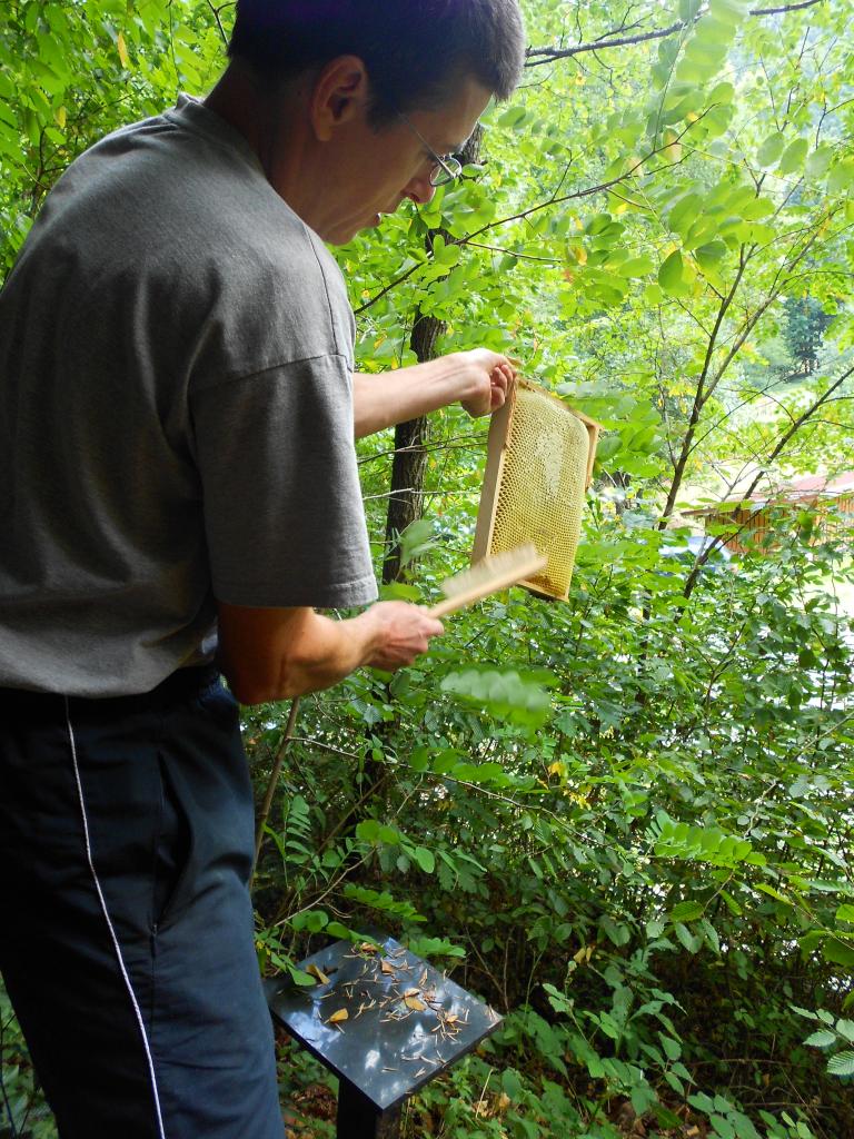 Extraction du miel des ruches du rucher école