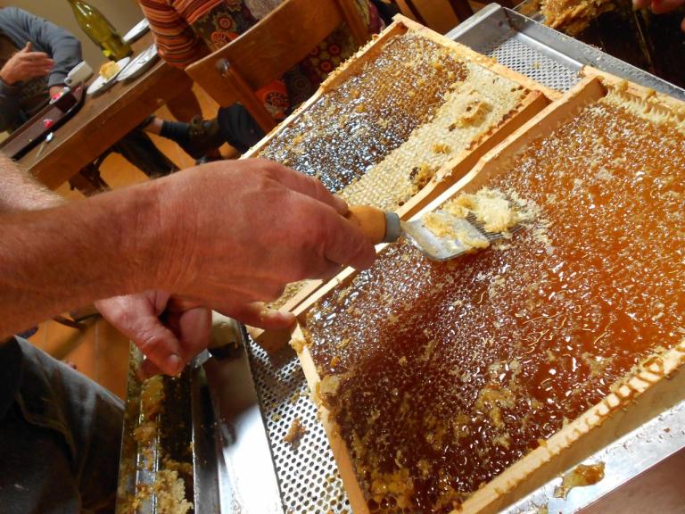 Extraction du miel des ruches du rucher école